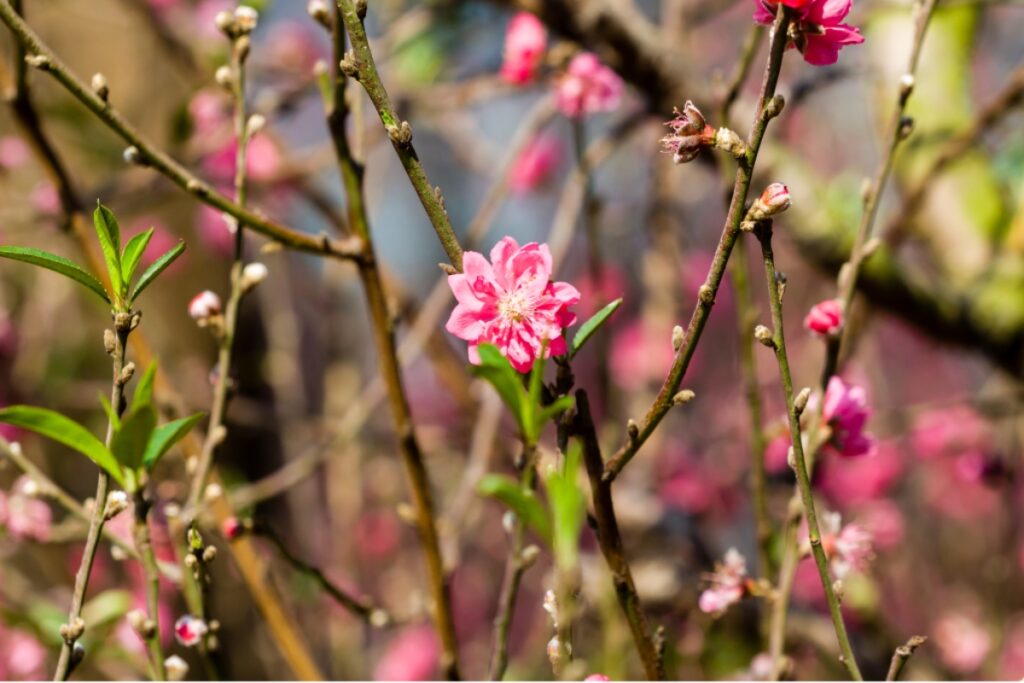 Vietnam Cherry Blossom In Spring